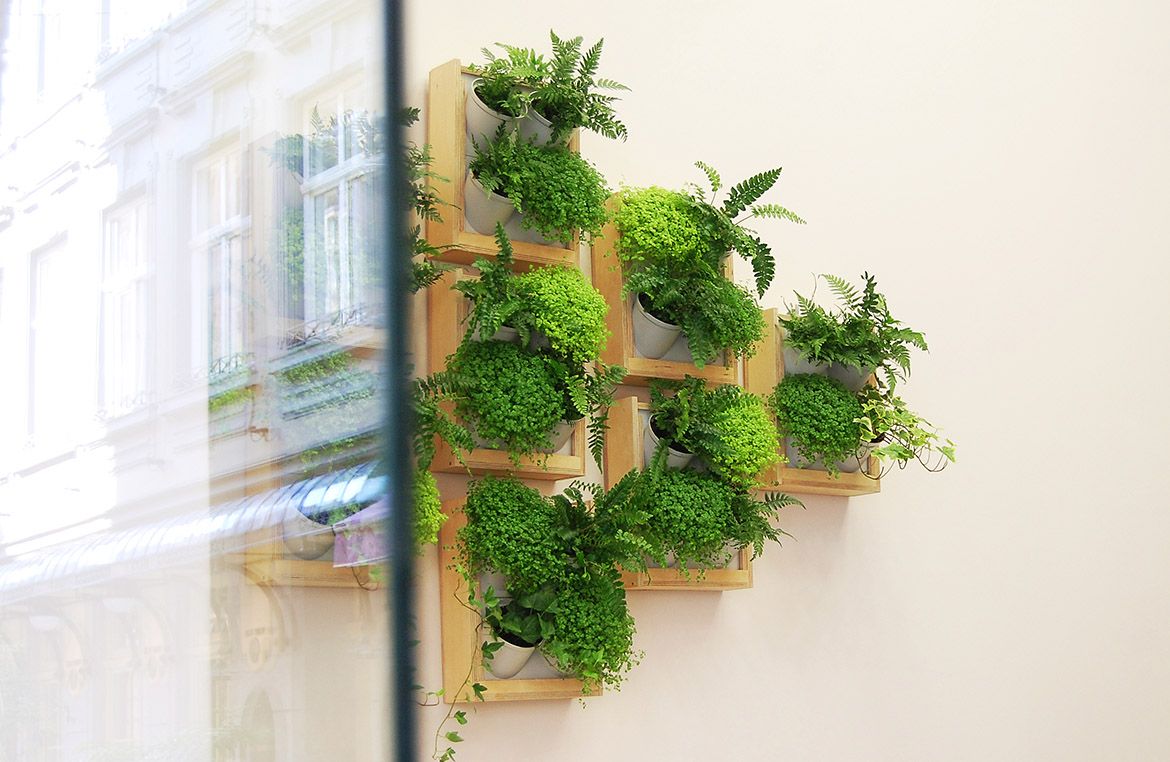 rośliny na zielone ściany